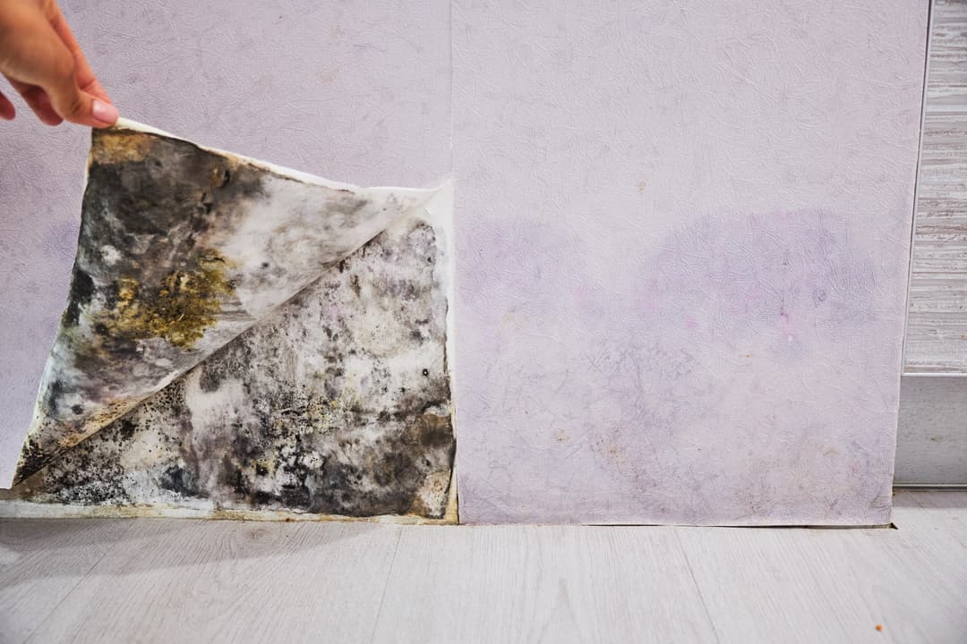The mold remediation process