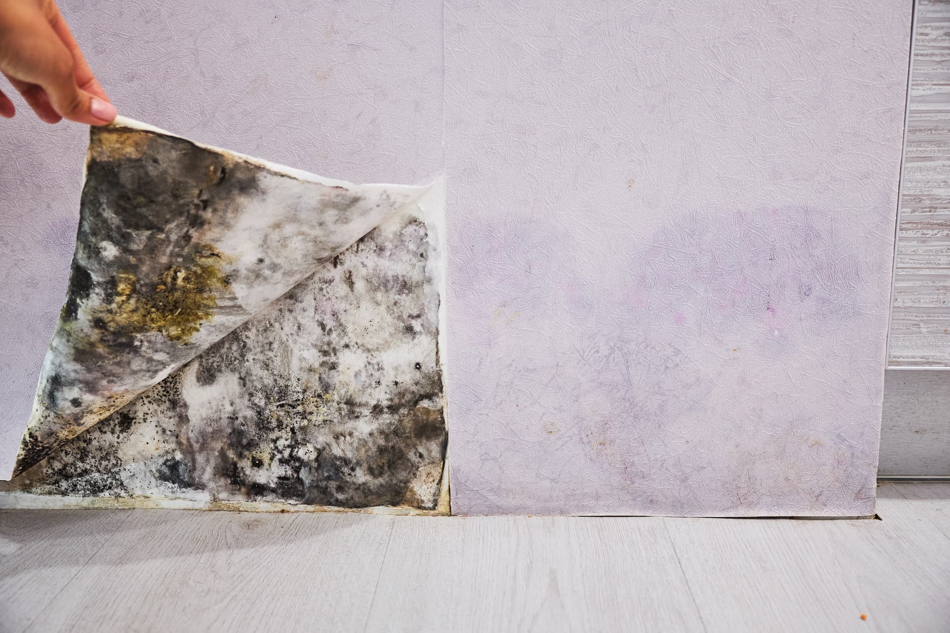 Mold discovered behind wallpaper