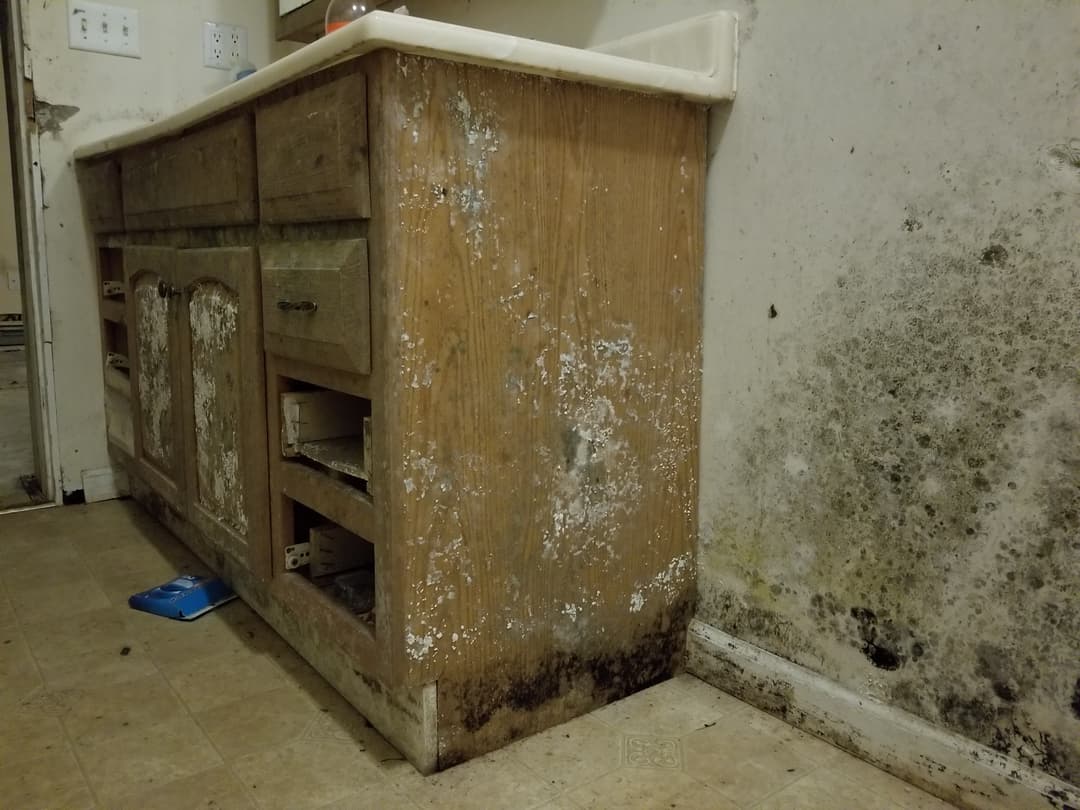 Your belongings and mold damage