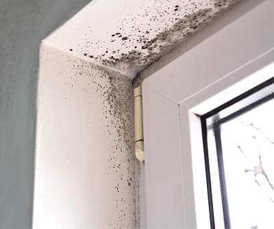 Property care illustration for Mold Damage Tips